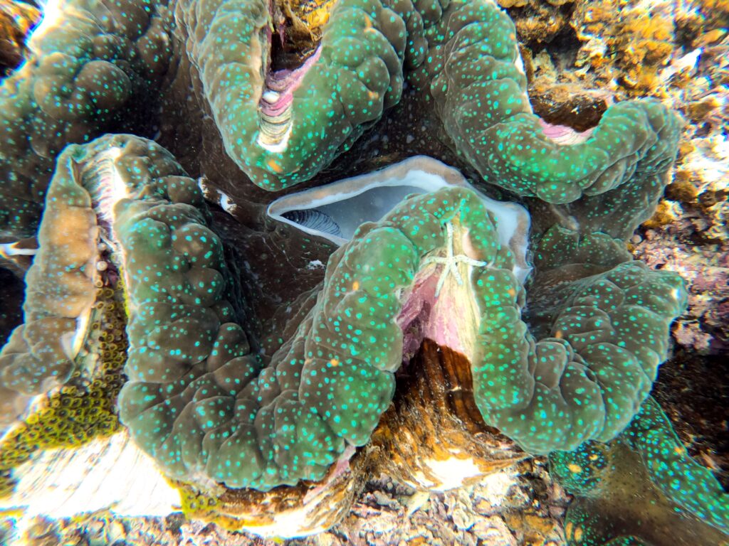 giant clam