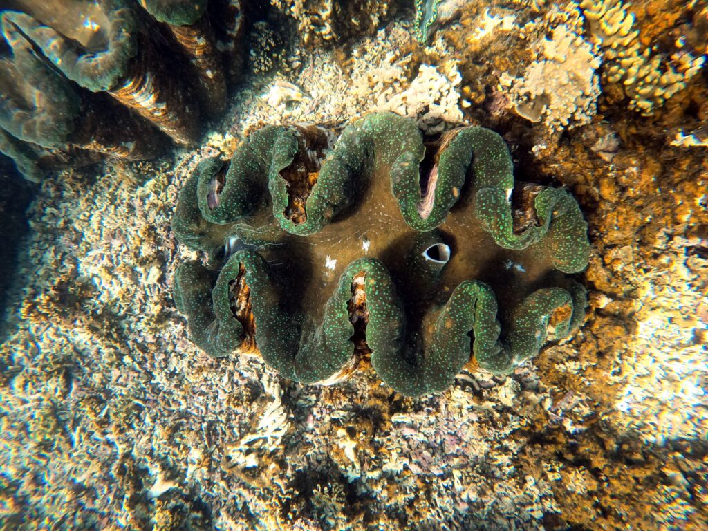 giant clam