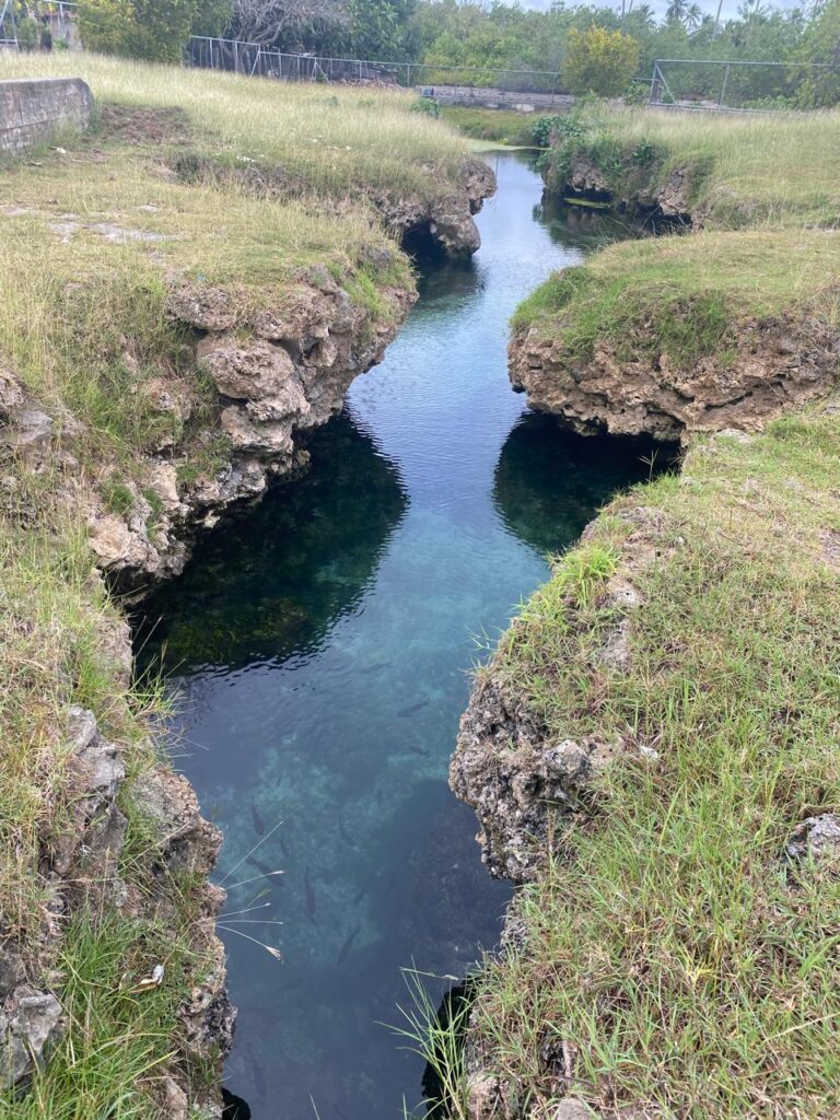 While exploring Niuatoputapu we found a fresh water spring